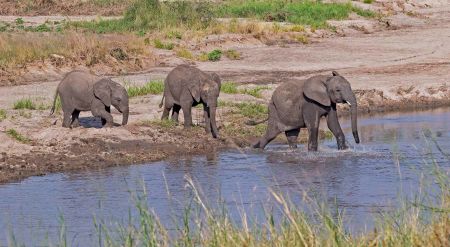 _E7A8377 Young elephant water-crossing web ready.jpg