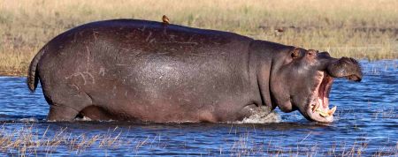 _51A3092 Big Hippo entering water with mouth open web ready