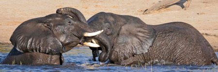 _Y5A6964 Elephants playing in Chobe River web ready