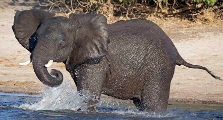 _Y5A6994 Young elephant splashing water in Chobe River web ready