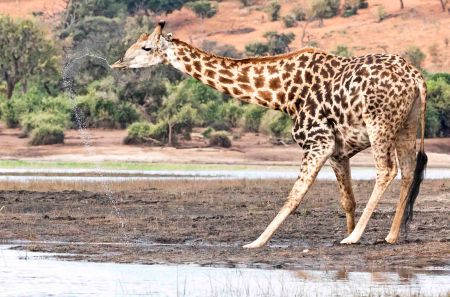 _Y5A9305 Giraffe snapping head up while drinking water Chobe River web ready