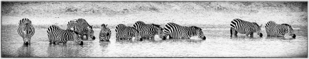 _Y5A2740 Zebra in water B&amp;W